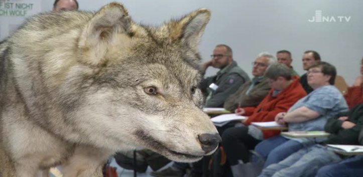 Thüringenthema: Der Naturschutzbund veranstaltete eine Tagung zum Wolf