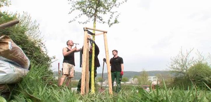 „Baum des Jahres“ gepflanzt: Ein Feldahorn steht am neuen Radweg an der Wiesenbrücke