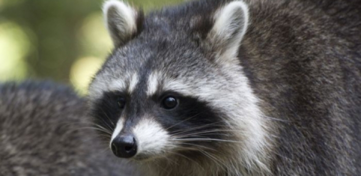 Neue Sonderausstellung im Museum für Naturkunde Gera 