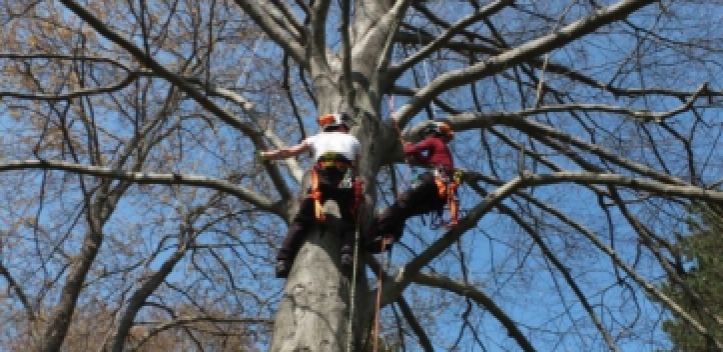 Seilklettertechnik hält in städtische Baumpflege Einzug