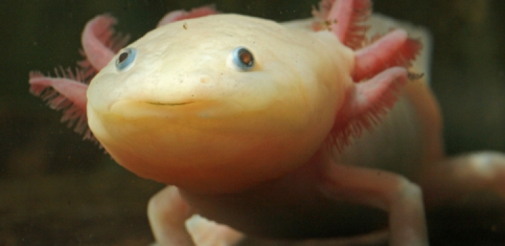 Das älteste Labortier der Welt   