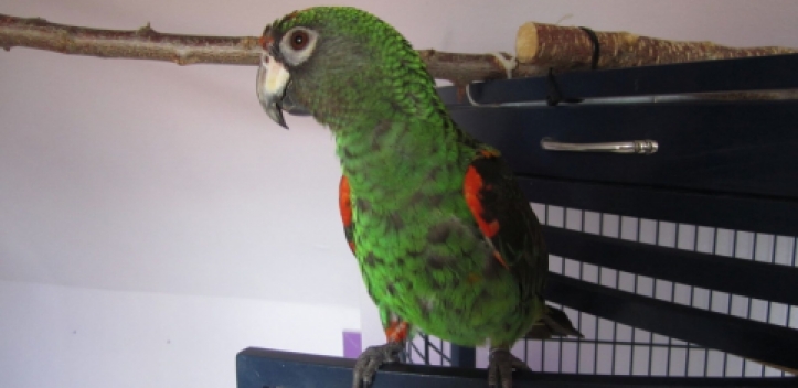 Kongopapagei aus dem Wohngebiet Ringwiese entflogen   