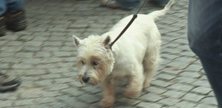 Film zur Einführung in die tiergestützte Arbeit