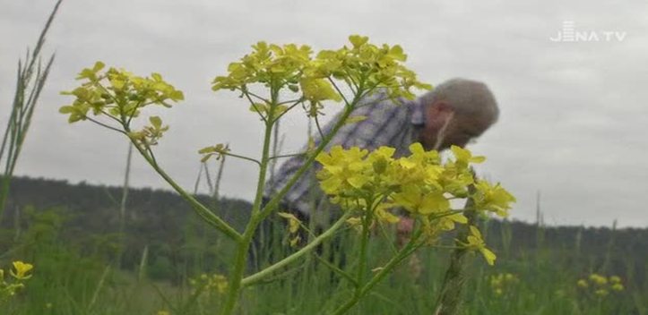Invasive Pflanzen: Auch dem Orientalischen Zackenschötchen geht es an den Kragen