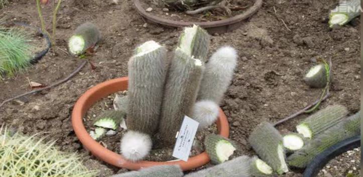 Verwüstet: Im Botanischen Garten waren über Pfingsten Vandalen am Werk