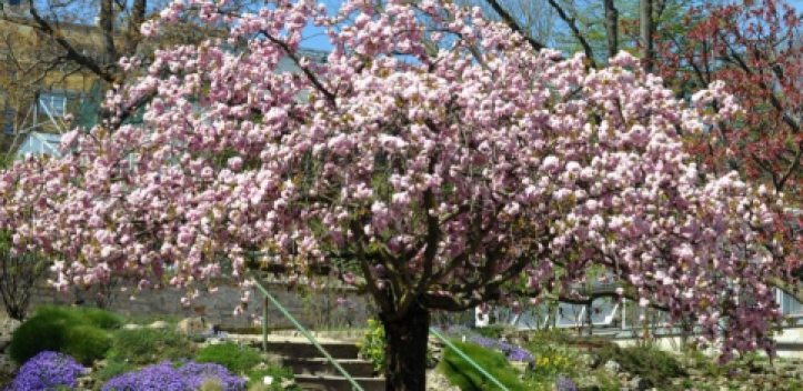 Preis für Handy-App