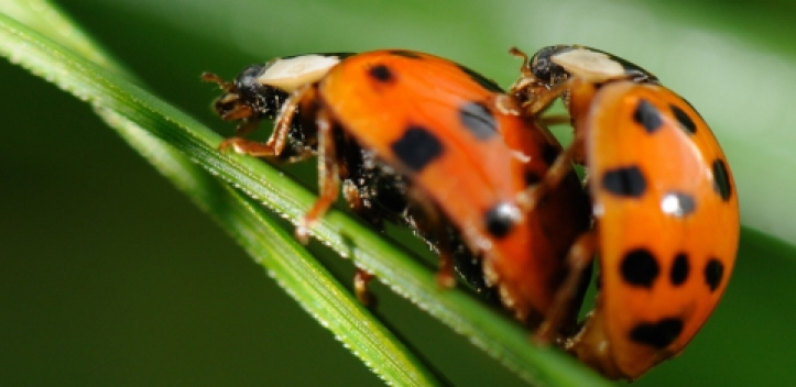 Käfern auf der Spur   