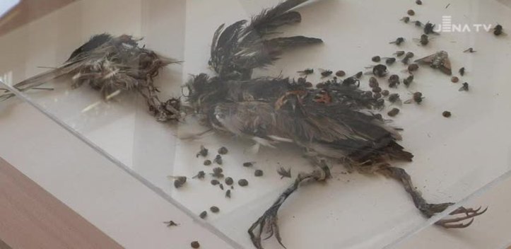 Ausstellung: Studenten der Bauhausuniversität präsentieren Novalis mal anders