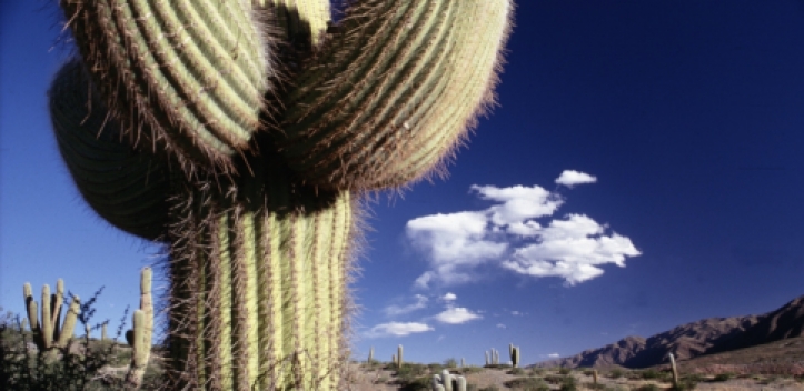 14. Lichtbildarena: Vorverkauf gestartet 