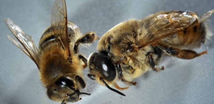 Buch „Menschen und Bienen“