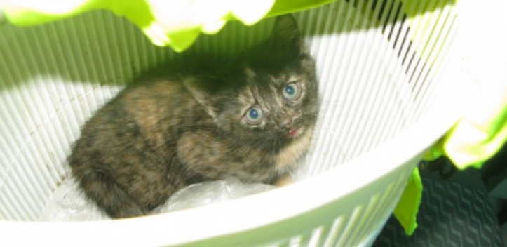 Lebensgefährliche Aktion wegen Katze auf Autobahn