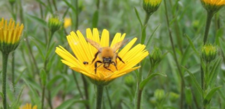 Experten-Tipps bei einem Bienenstich