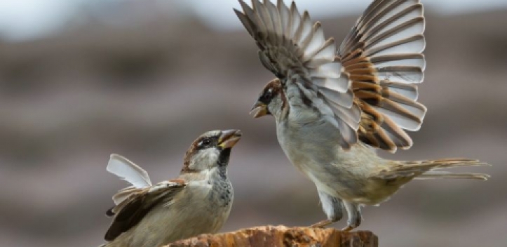 „Stunde der Gartenvögel“: Spatz macht das Rennen