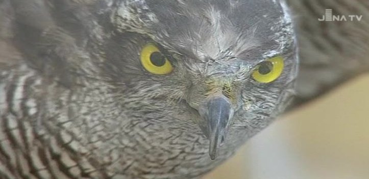 Habicht-Ausstellung: Im Mauritianum Altenburg dreht sich alles um die kühnen Jäger