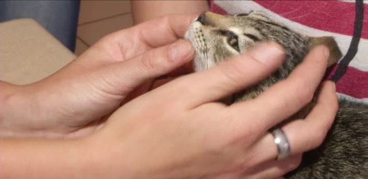 Tierheim in den Sommerferien: In Göschwitz hat sich die Zahl der Katzen deutlich erhöht