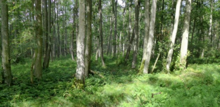 Wälder im Wandel: Was die Artenvielfalt beeinflusst