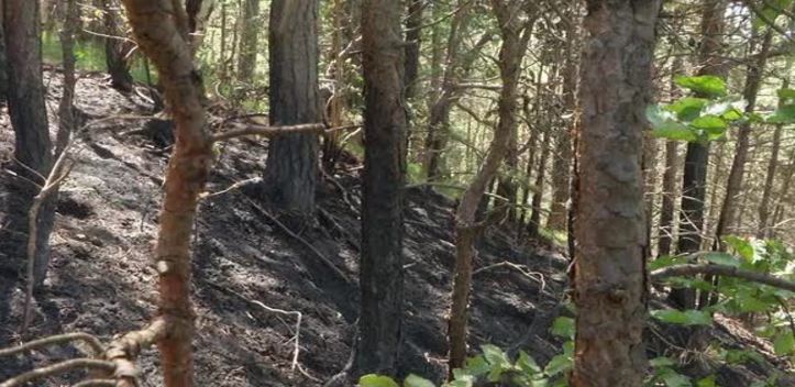 Waldbrandgefahr: In Jena und im Umland gilt die zweithöchste Warnstufe