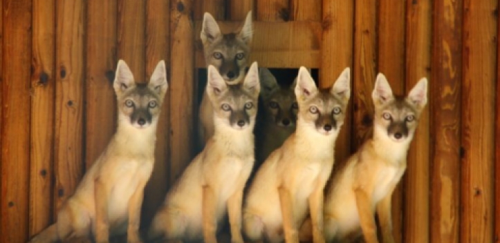 Rund 77 000 Besucher im Geraer Tierpark