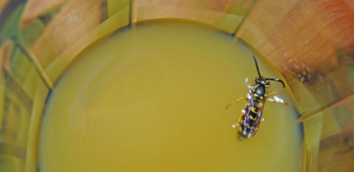 Wespen haben Hochkonjunktur 