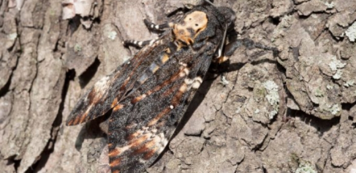 Studie zu Totenkopffaltern