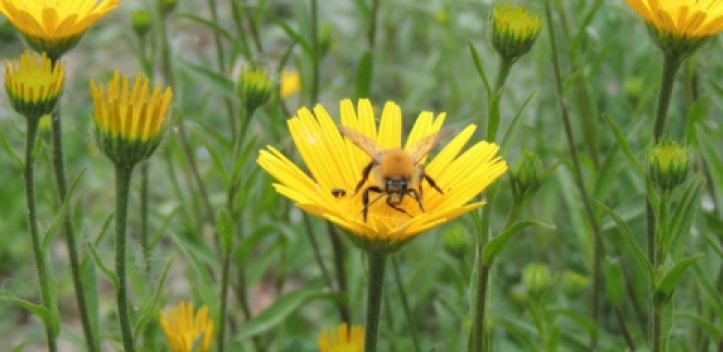 Gefährlicher Stich: Schwere allergische Reaktionen bei vier Prozent der Deutschen 