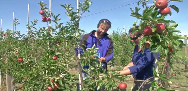 Ernte in Gefahr: Der heiße Sommer lässt die Obstbauern um ihre Erträge bangen