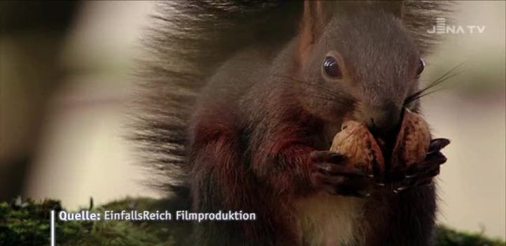 Schillerhof-Kino: Zu den Thüringer Naturfilmtagen wird noch bis zum Samstag eingeladen