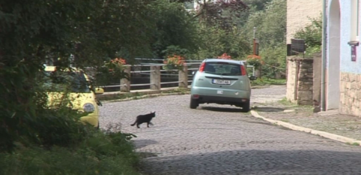 Katze in Alt-Winzerla verschwunden