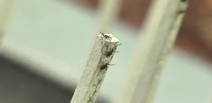 Zecken-Alarm: Von den Tieren gehen auch im Herbst gesundheitliche Gefahren aus