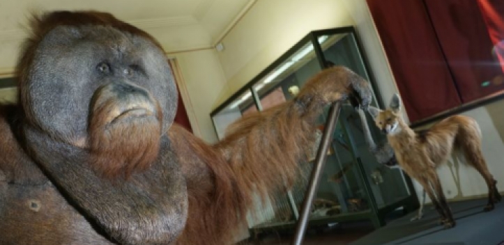 Sonderausstellung „Zoogeographie“ im Phyletischen Museum 