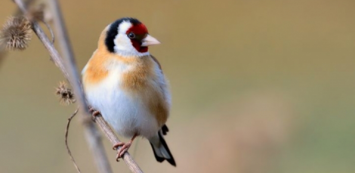 Stieglitz ist „Vogel des Jahres 2016“