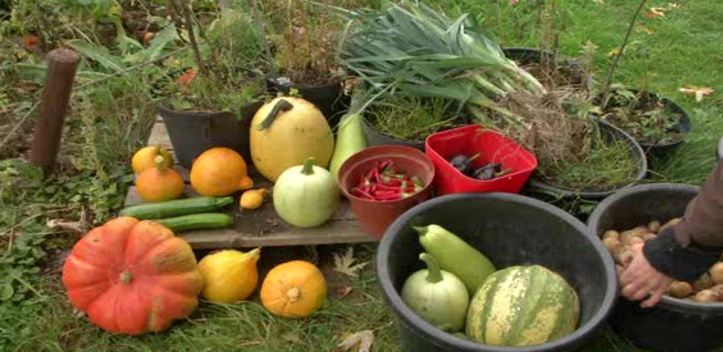 Stadtteilgarten-Erntezeit: In Winzerla sind Kürbis und Co. gut gewachsen