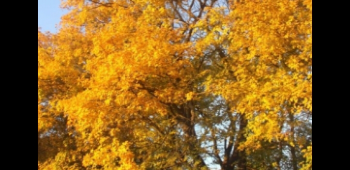 Baum des Jahres 2015 wird vorgestellt