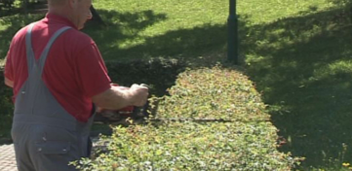 Kostenlose Annahme von Baum- und Strauchschnitt 