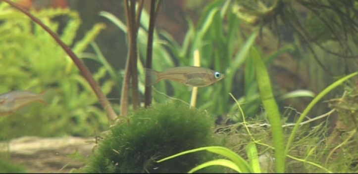 Zierfisch- und Wasserpflanzenbörse bei OBI