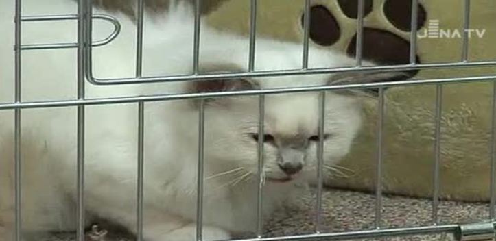 Katzen in der Ausstellung: In Nobitz wurden Stubentiger präsentiert