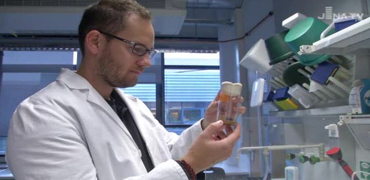 Fruchtfliege im Fokus: Jenaer Forscher untersuchen einen invasiven Schädling