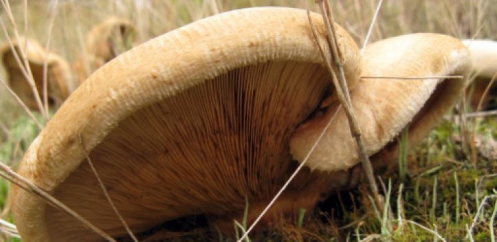 Jenaer Wissenschaftler beleuchten drei wichtige Enzyme eines Giftpilzes