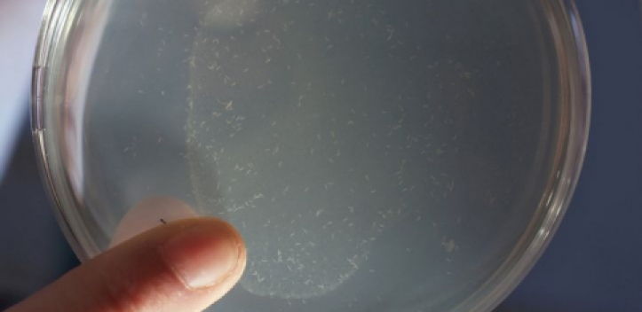 Gene für längeres, gesünderes Leben gefunden