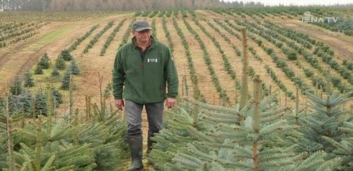 Weihnachtsbäume aus der Region: Im Saale-Orla-Kreis befindet sich eine große Plantage