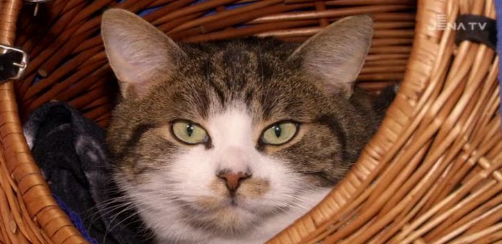 Vermittlungsstopp aufgehoben: Im Tierheim suchen Vierbeiner wieder ein neues Zuhause