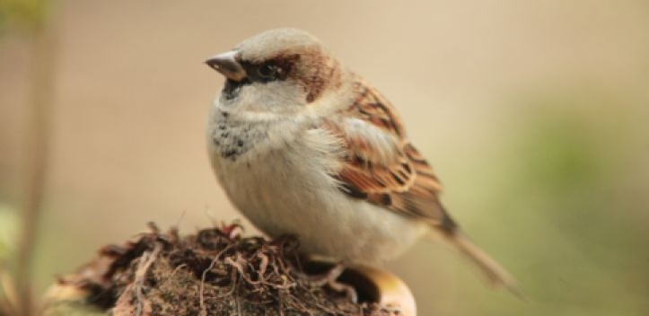 Haussperling hat knapp den Schnabel vorn