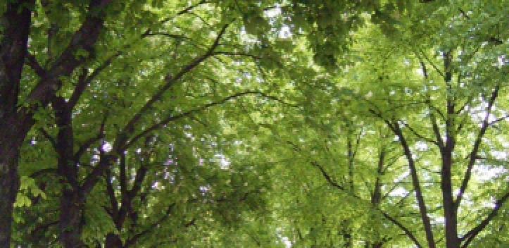 Anmeldung für Baum- und Bodenseminar