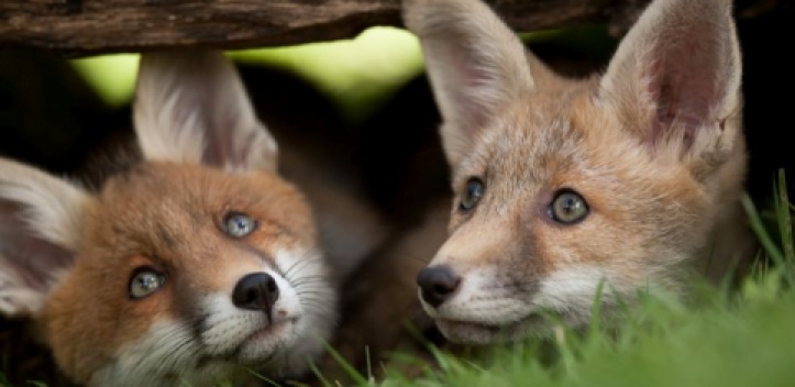 „Lichtbildarena Spezial“ am Wochenende