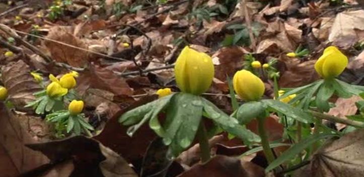 Unterwegs in den Winterlingen: Im Rautal bei Closewitz stehen die Frühlingsblumen in voller Blüte