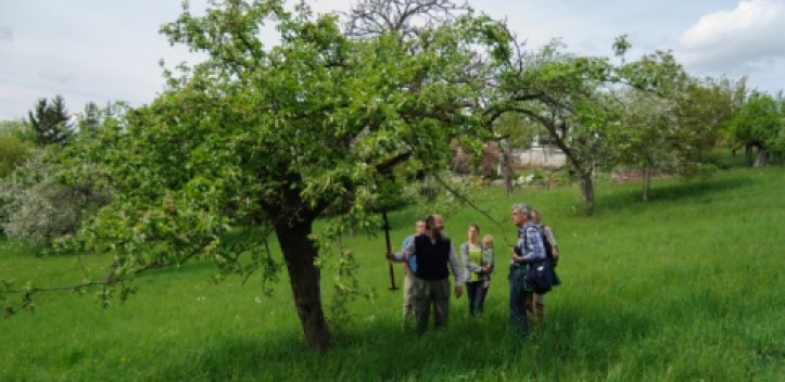 Obstbaumschnittkurse auf der Trüperwiese