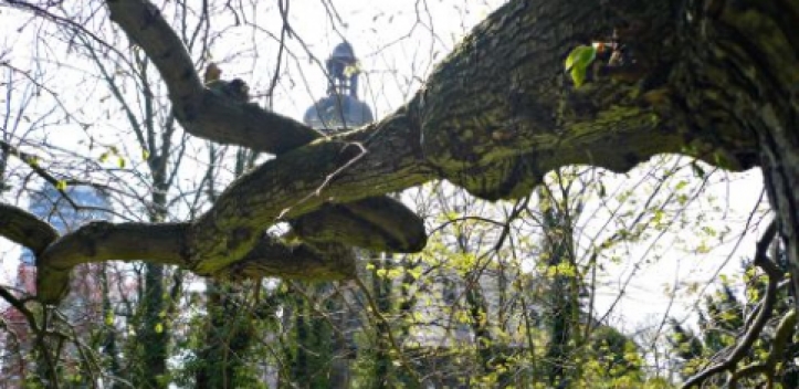 Arbeitseinsatz auf dem Johannisfriedhof
