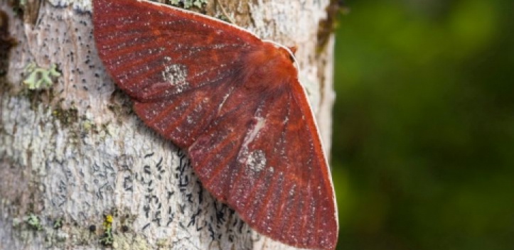 Inventur der Nachtfalter