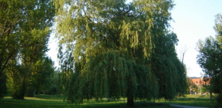 Jenaer Umweltpreis 2016 - Einsendeschluss 29. April 