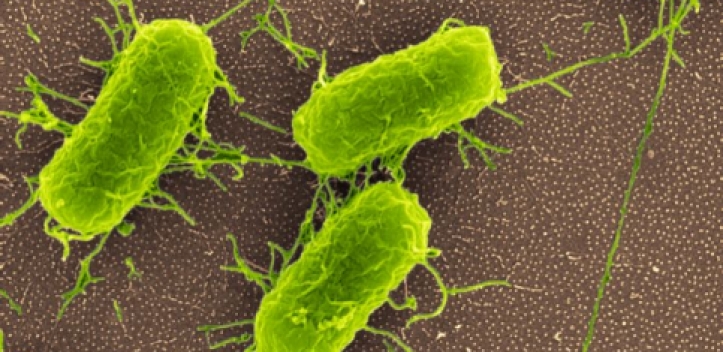 Mit Nanorauheit gegen Bakterien